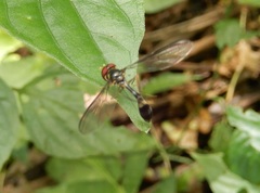 Baccha maculata