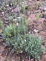 Antennaria stenophylla