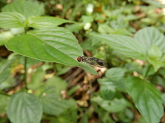 Baccha maculata