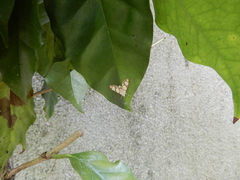 Cirrhochrista kosemponialis