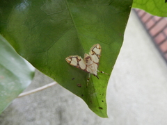 Cirrhochrista kosemponialis