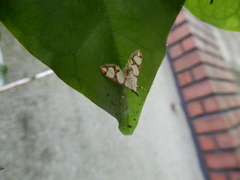Cirrhochrista kosemponialis