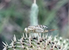 Terellia occidentalis