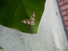 Cirrhochrista kosemponialis