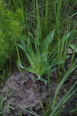 Allium nutans