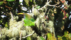 Aulacorhynchus prasinus caeruleogularis
