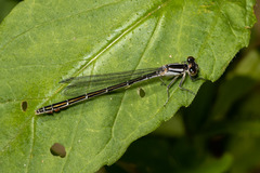 Coenagrion resolutum