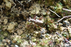 Heptodonta posticalis