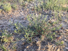 Dalea candida oligophylla
