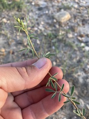 Dalea candida oligophylla