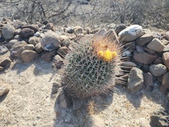 Ferocactus emoryi rectispinus