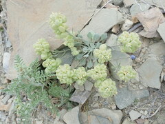 Physaria acutifolia