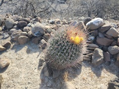 Ferocactus emoryi rectispinus