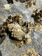 Muricoidea