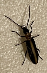 Oxycopis