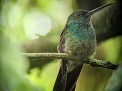 Chalybura urochrysia