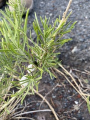 Asteromyia chrysothamni