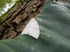 Lymantria xylina