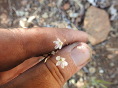 Hesperolinon disjunctum