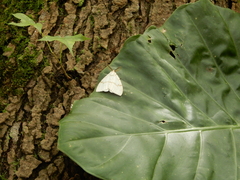 Lymantria xylina