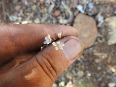 Hesperolinon disjunctum