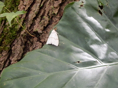Lymantria xylina