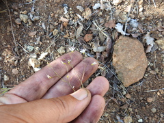 Hesperolinon disjunctum