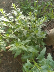 Blitum virgatum