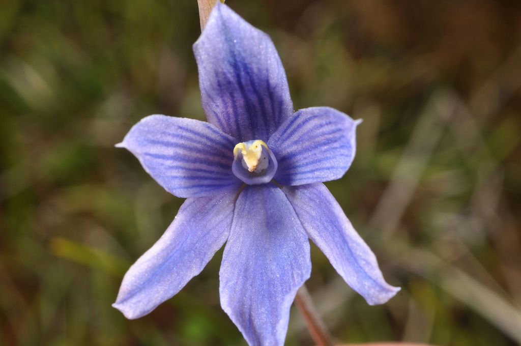 Thelymitra cyanea