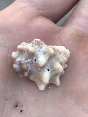 Neorapana tuberculata