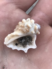 Neorapana tuberculata