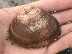 Megapitaria squalida