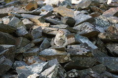 Callospermophilus lateralis tescorum