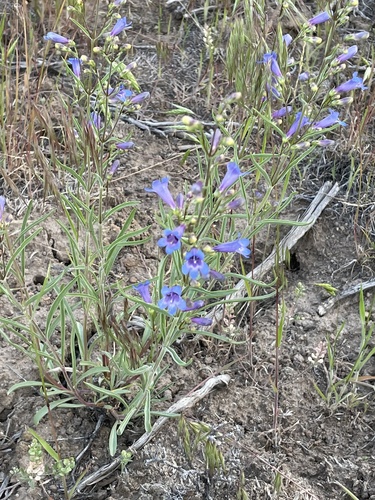 Cusick's beardtongue (Penstemon cusickii)
