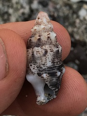Cerithium maculosum