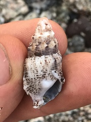 Cerithium maculosum