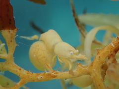 Hippolyte coerulescens