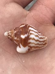 Columbella strombiformis