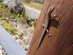 Cryptoblepharus virgatus