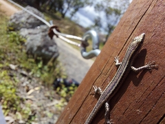 Cryptoblepharus virgatus