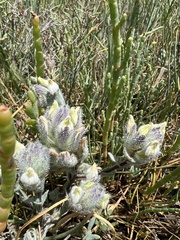 Chloropyron molle molle