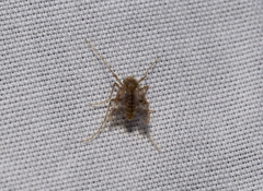 Psectrotanypus dyari