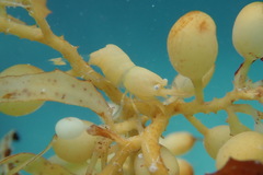 Hippolyte coerulescens