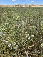 Chloropyron molle molle