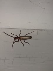 Centrodera decolorata