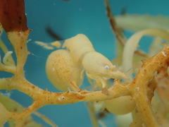 Hippolyte coerulescens