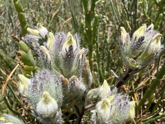 Chloropyron molle molle