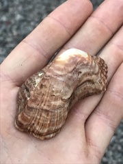 Arca