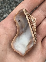 Arca