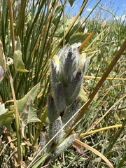 Chloropyron molle molle